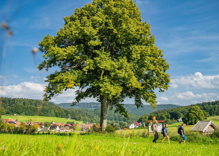 Wiese mit Baum und Wanderer