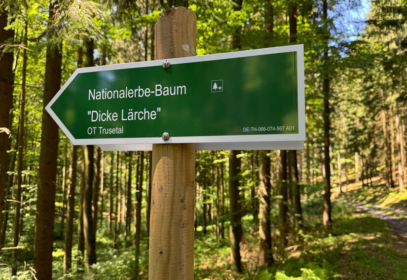 Wanderwegweiser zur Dicken Lärche bei Trusetal