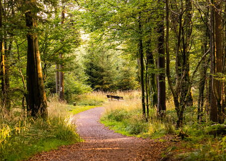 Wanderweg im Wald