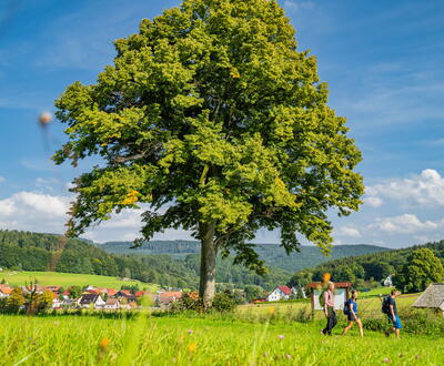 Wiese mit Baum und Wanderer