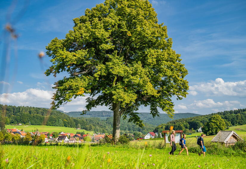 Wiese mit Baum und Wanderer