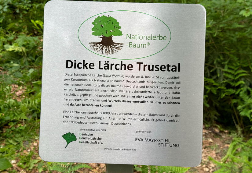 Infotafel zur Dicken Lärche