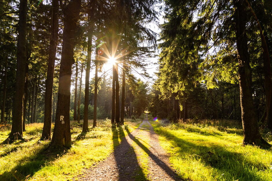 Wanderweg im Wald