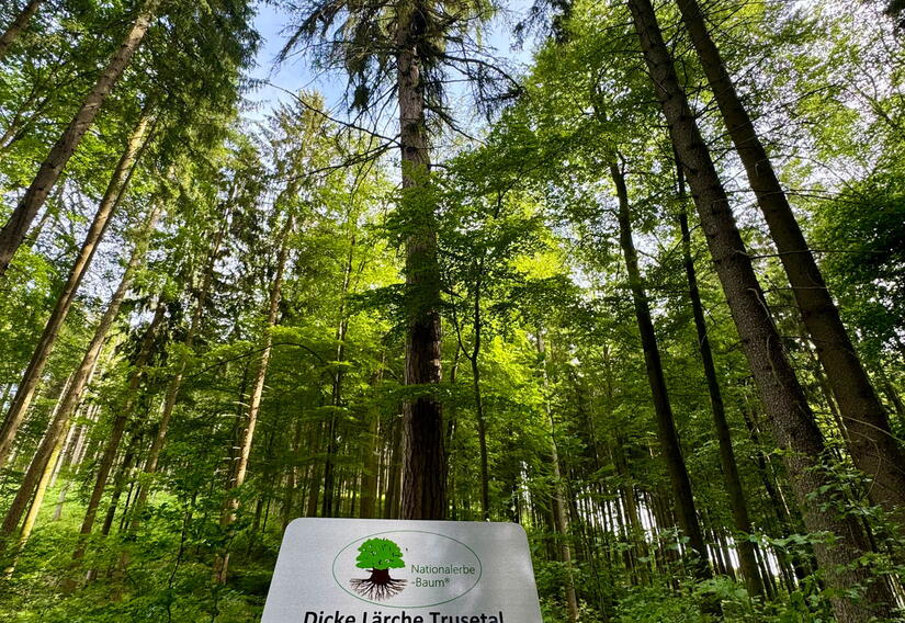 Dicke Lärche bei Trusetal
