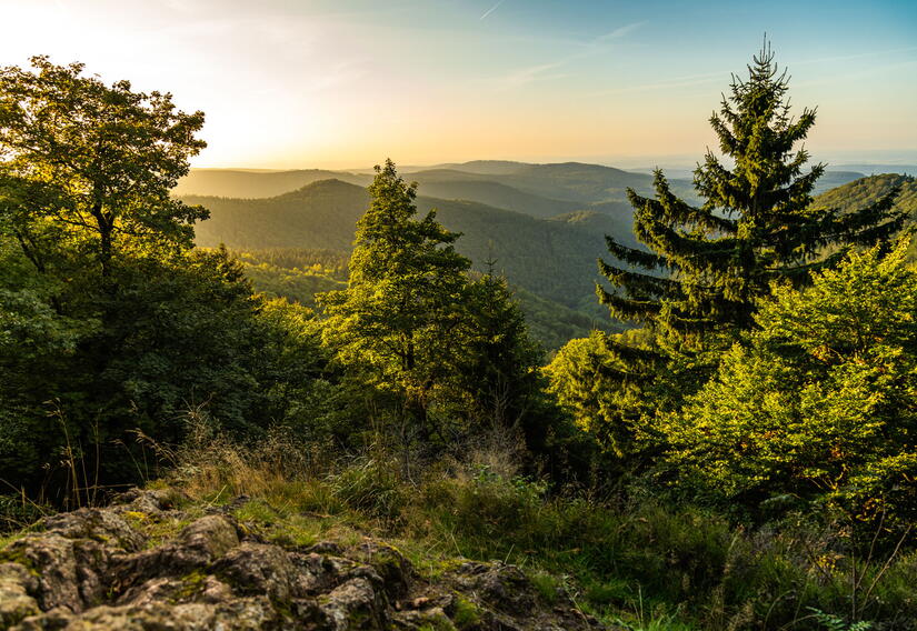 Ausblick in die Natur